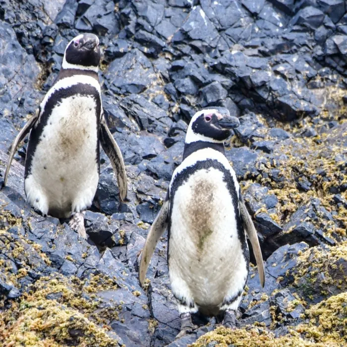 Gespotte Magelhaenpinguïn