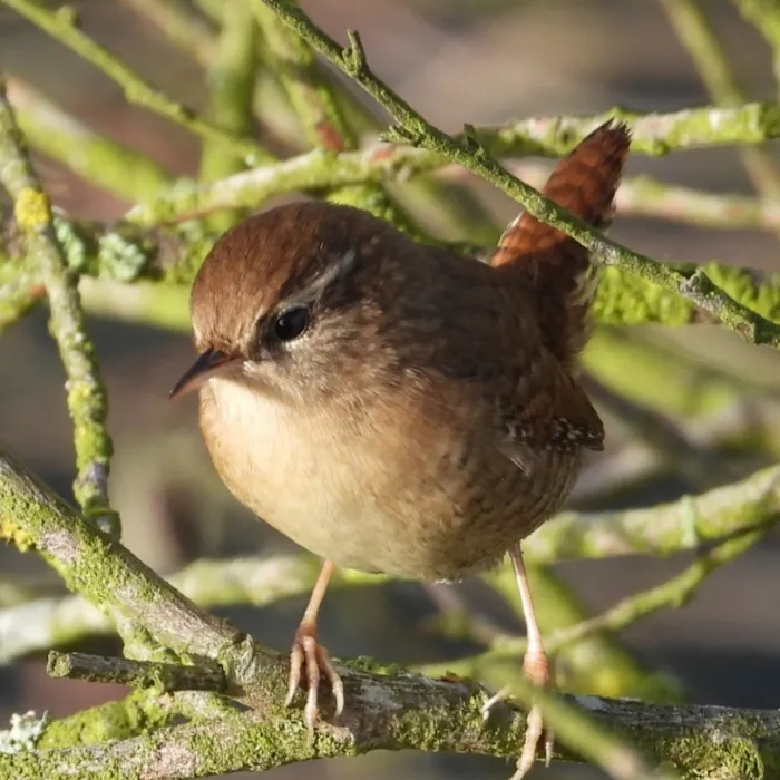 Gespotte Winterkoning