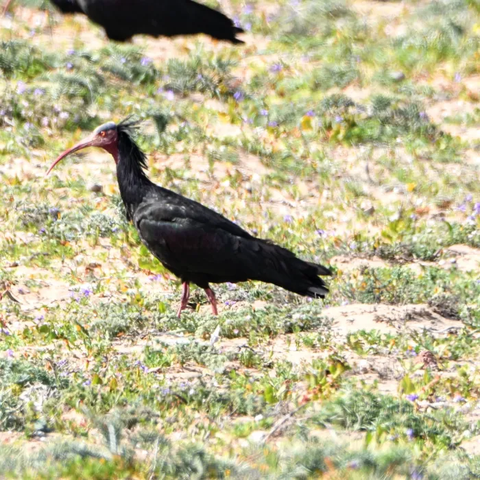 Gespotte Heremietibis