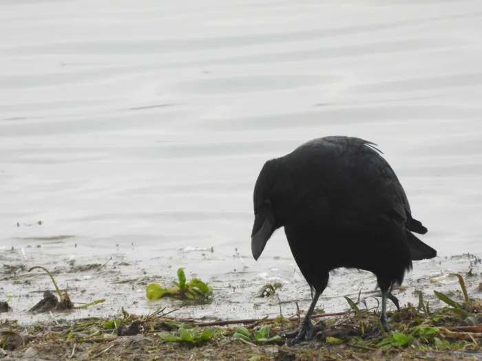 Gespotte Zwarte kraai