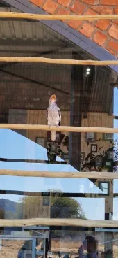 Gespotte Zuidelijke geelsnavelneushoornvogel