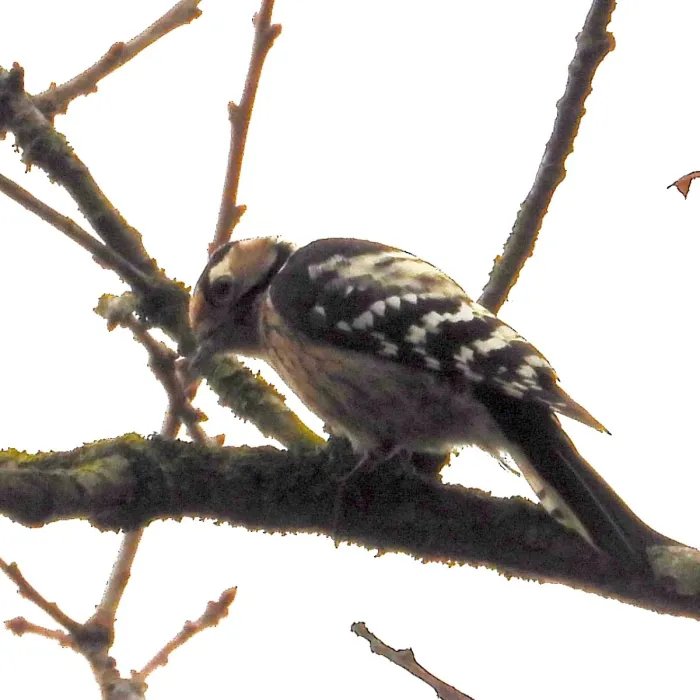 Gespotte Kleine bonte specht