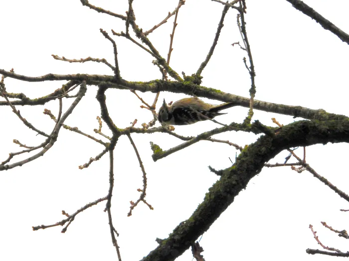 Gespotte Kleine bonte specht