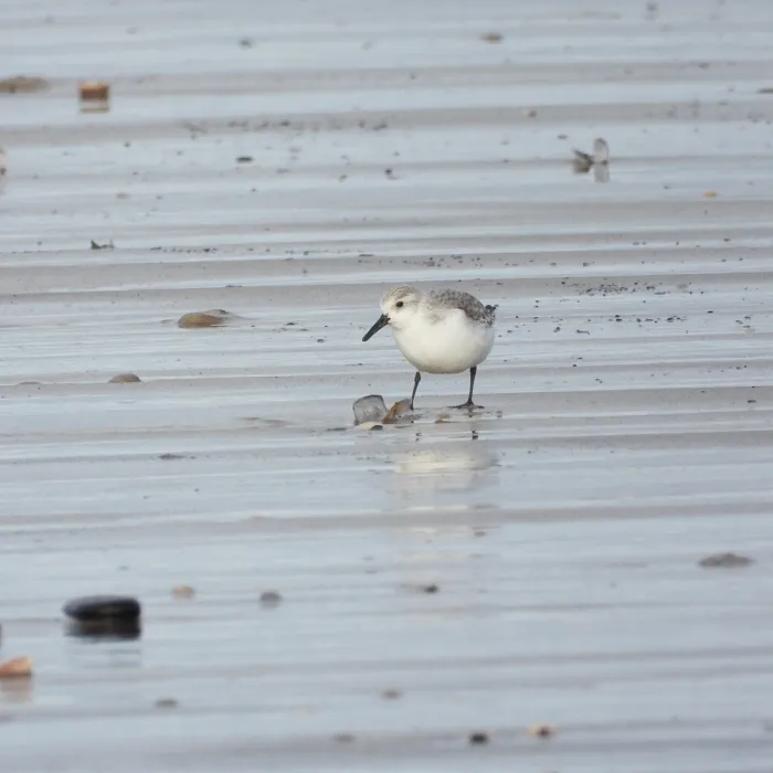 Gespotte Drieteenstrandloper