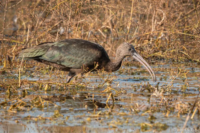Gespotte Zwarte ibis