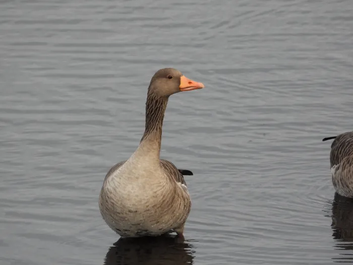 Gespotte Grauwe gans