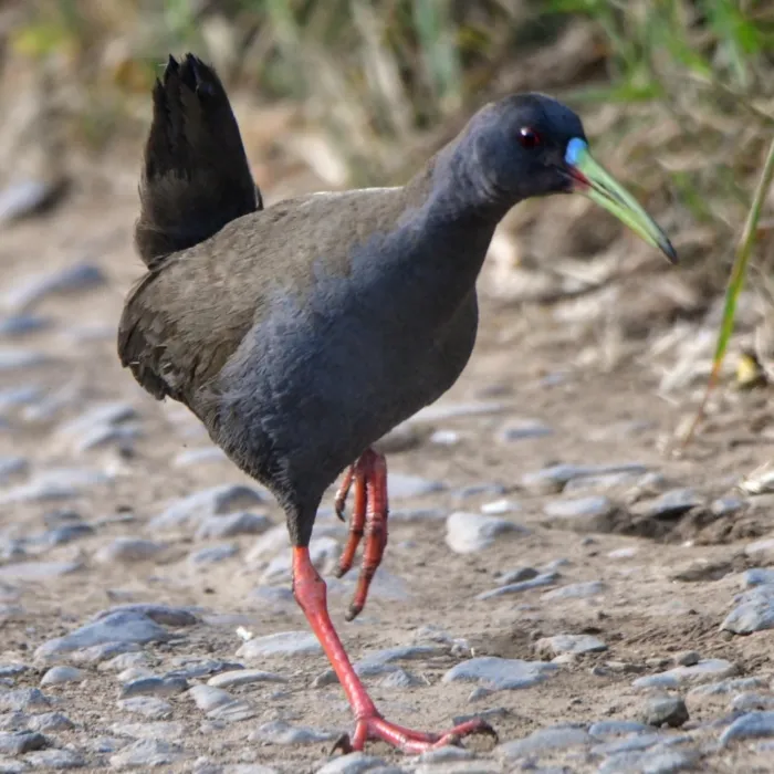 Gespotte Loodgrijze ral