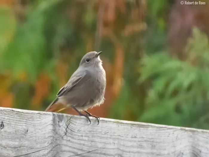Gespotte Zwarte roodstaart