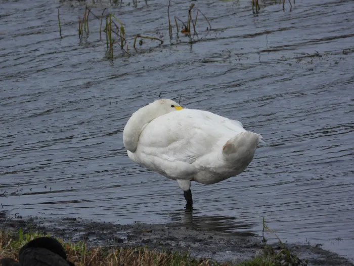 Gespotte Wilde zwaan