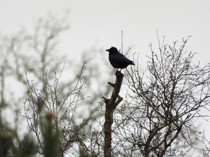 Gespotte Zwarte kraai