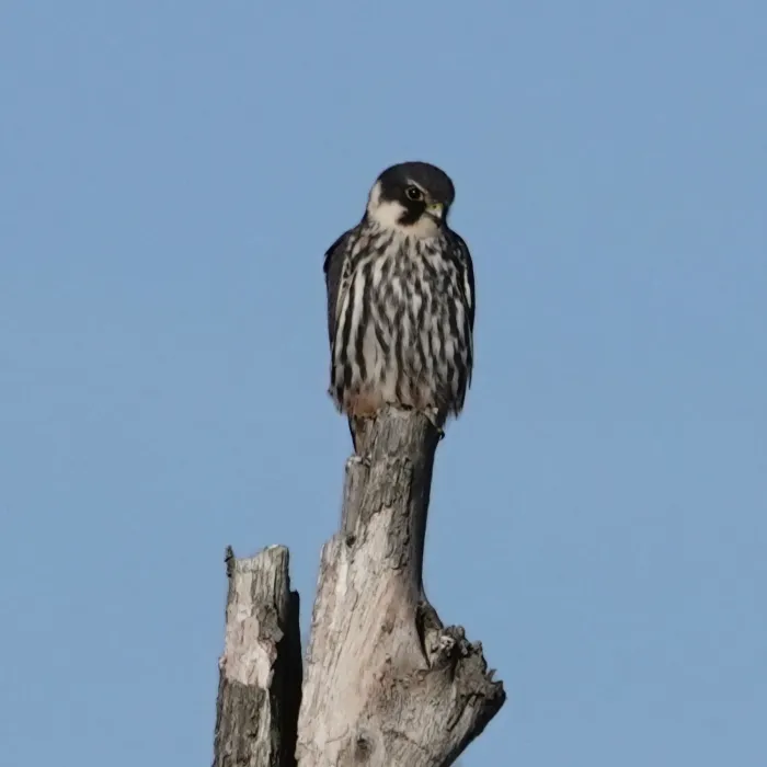 Spotted Eurasian Hobby