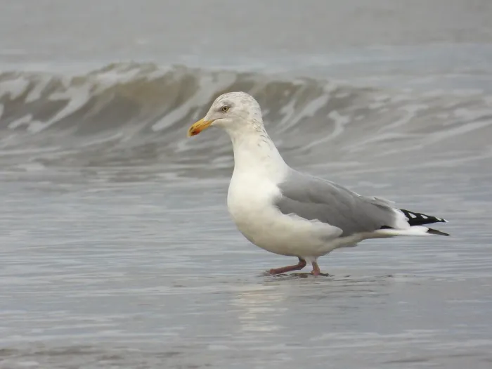 Gespotte Zilvermeeuw