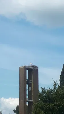 Gespotte Ooievaar