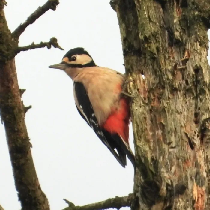 Gespotte Grote bonte specht