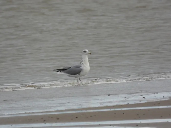 Gespotte Zilvermeeuw