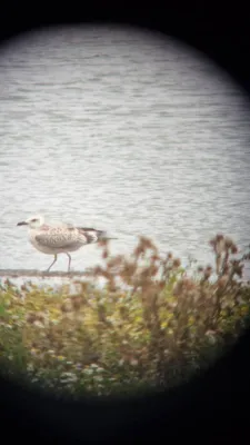 Gespotte Pontische meeuw