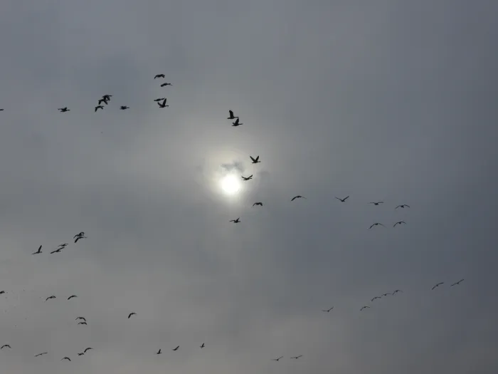 Gespotte Grauwe gans
