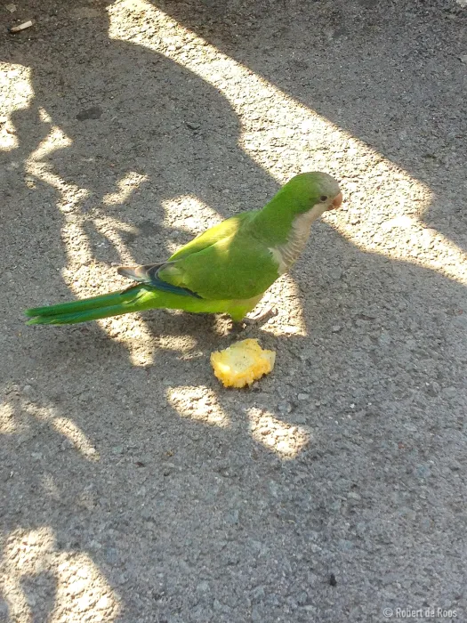 Gespotte Monniksparkiet