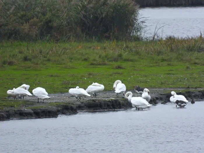 Spotted Mute Swan