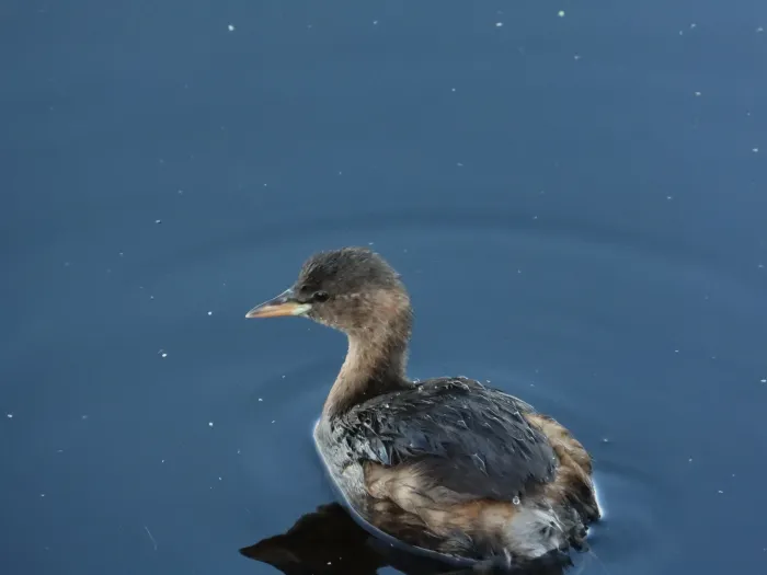 Spotted Little Grebe