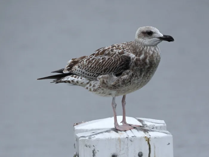 Gespotte Zilvermeeuw