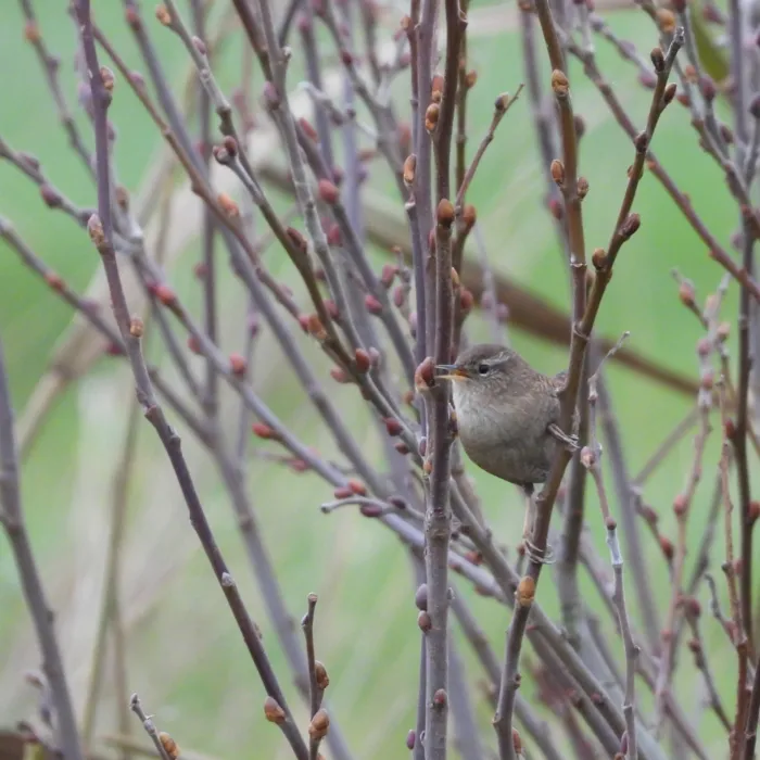 Gespotte Winterkoning