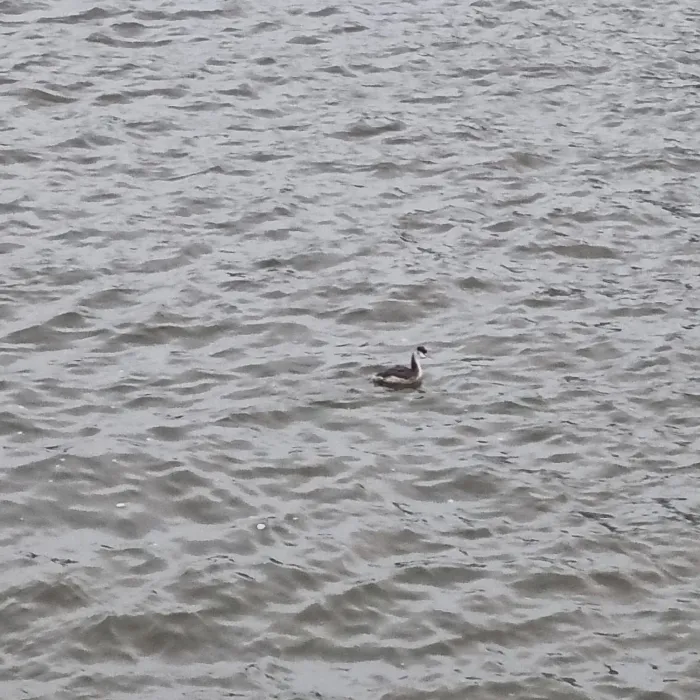 Spotted Great Crested Grebe
