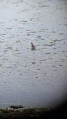 Gespotte Zwarte ruiter