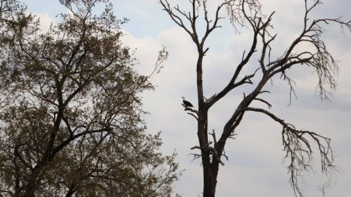 Gespotte Afrikaanse Zeearend