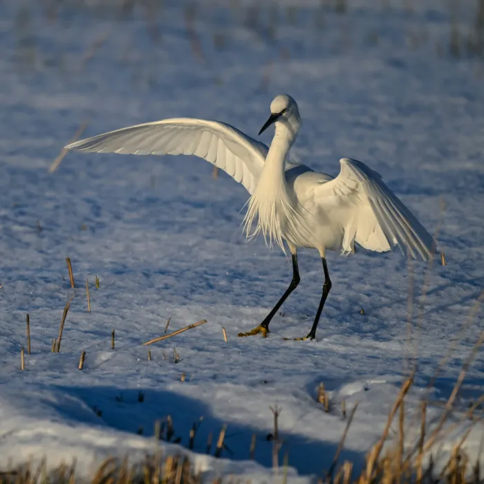 Gespotte Kleine zilverreiger