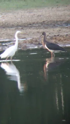 Spotted Black Stork