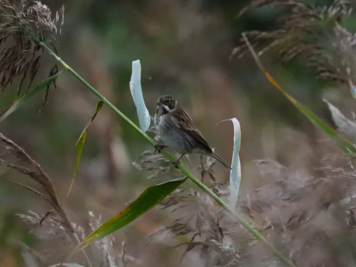 Spotted Reed Bunting