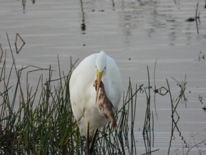 Gespotte Grote zilverreiger