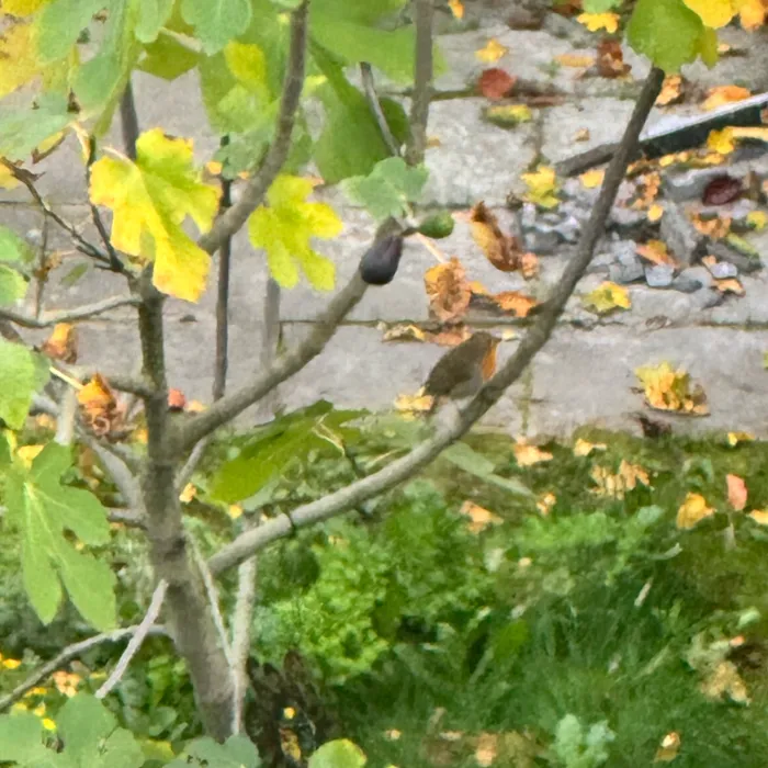 Gespotte Roodborst