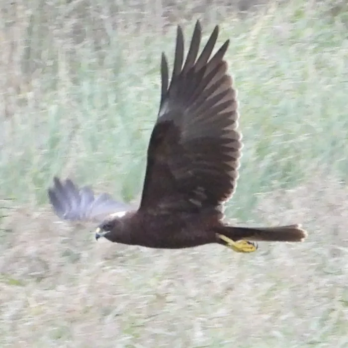 Gespotte Bruine kiekendief