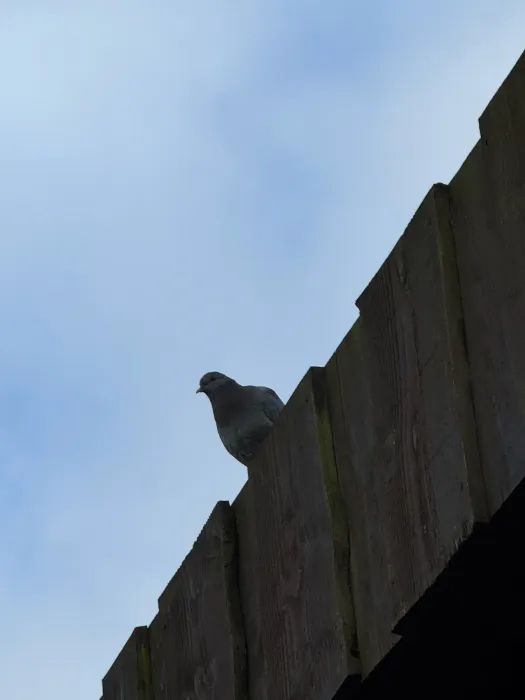 Spotted Stock Dove