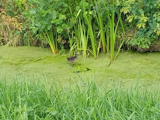 Gespotte Meerkoet