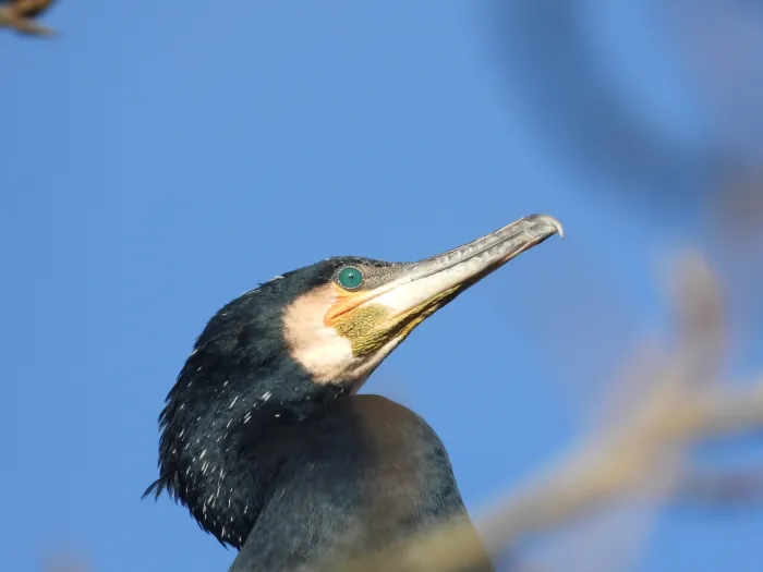 Gespotte Aalscholver