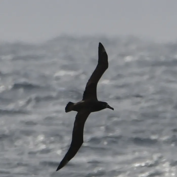 Gespotte Zwartvoetalbatros