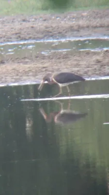 Gespotte Zwarte ooievaar