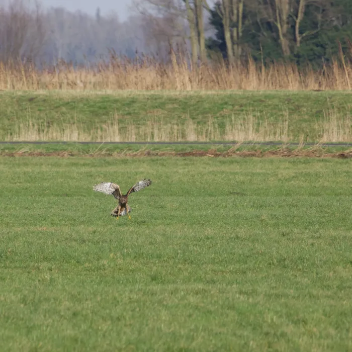 Gespotte Blauwe kiekendief