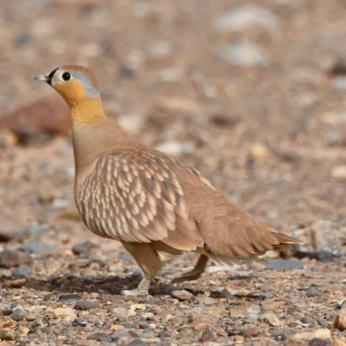 Gespotte Kroonzandhoen