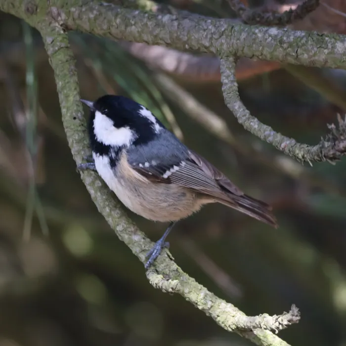 Gespotte Zwarte mees