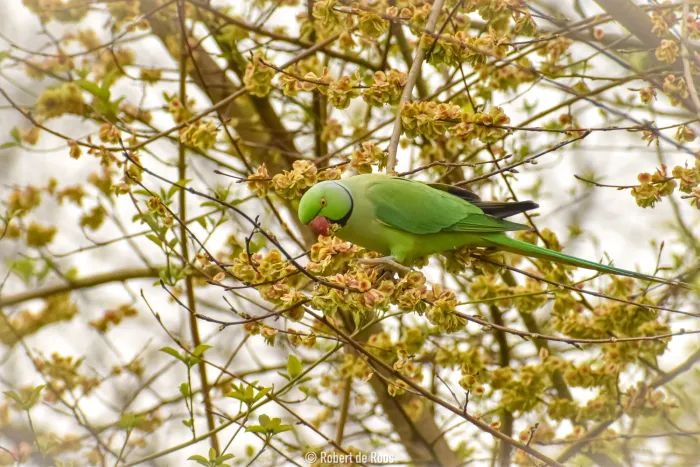Gespotte Halsbandparkiet