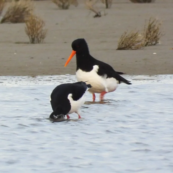Gespotte Scholekster