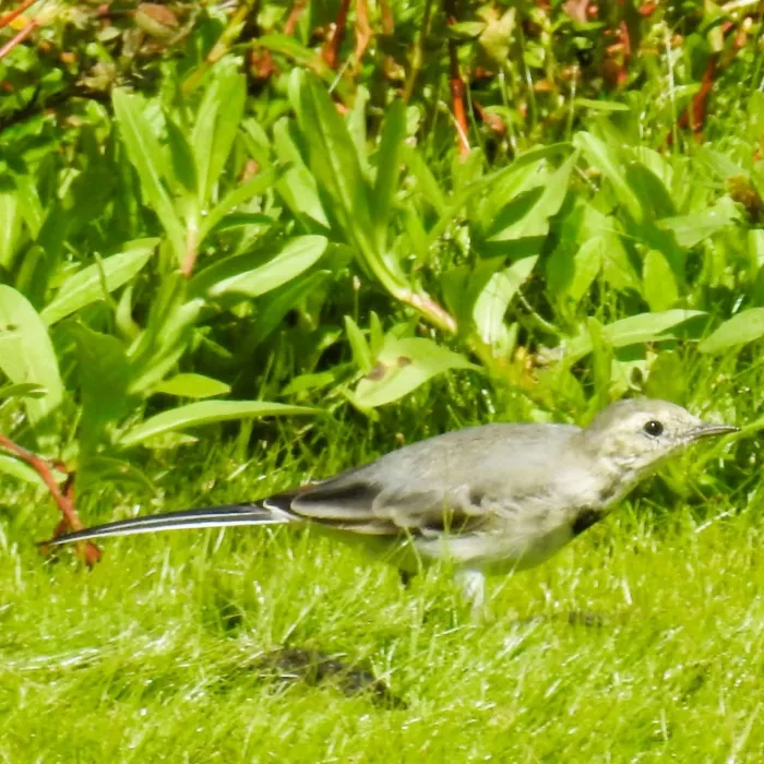 Spotted White Wagtail
