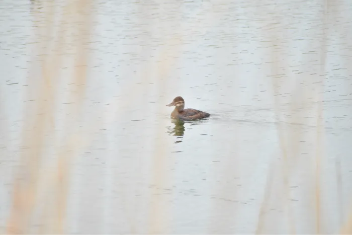 Gespotte Rosse stekelstaart