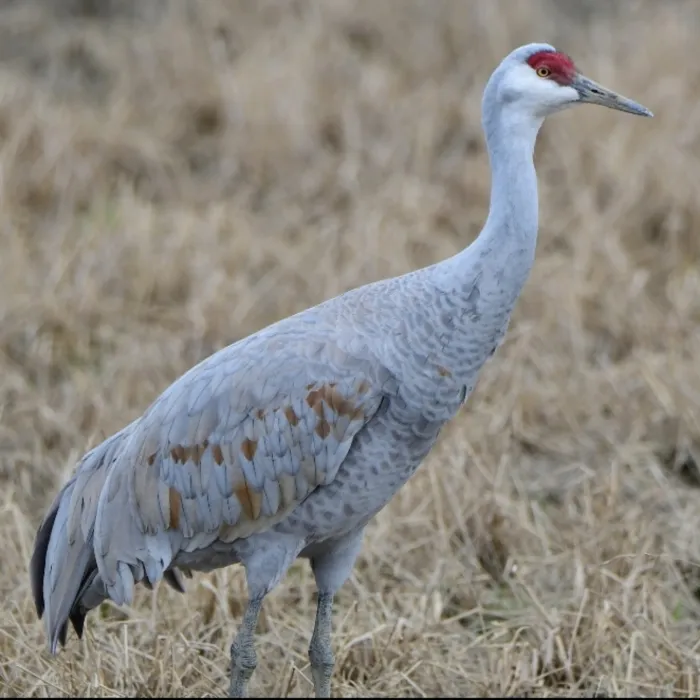 Gespotte Canadese kraanvogel