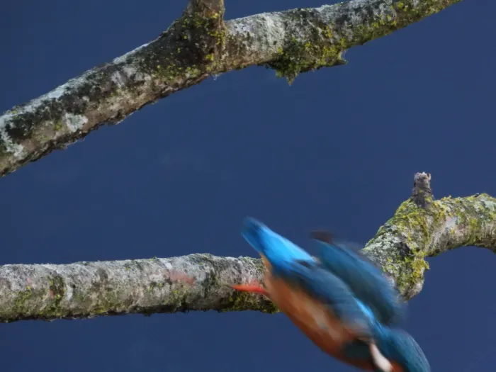 Spotted Common Kingfisher