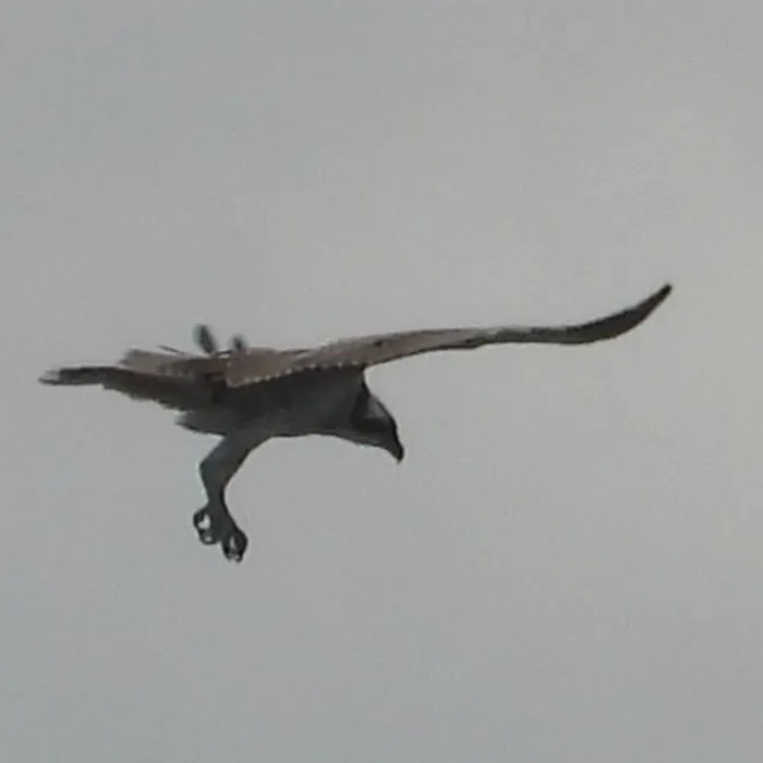 Spotted Osprey